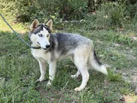 Rocket, a male Siberian Husky for sale in Liberty, MS – 2 of 6