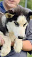 Lacy, a female Siberian Husky for sale in Liberty, MS – 6 of 7
