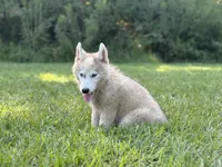 Lasso , a male Siberian Husky for sale in Liberty, MS – 6 of 6