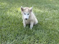 Phantom, a male Siberian Husky for sale in Liberty, MS – 2 of 6