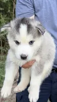 Blue, a female Siberian Husky for sale in Liberty, MS – 2 of 4
