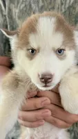 Blue eyed rose , a female Siberian Husky for sale in Liberty, MS – 4 of 5
