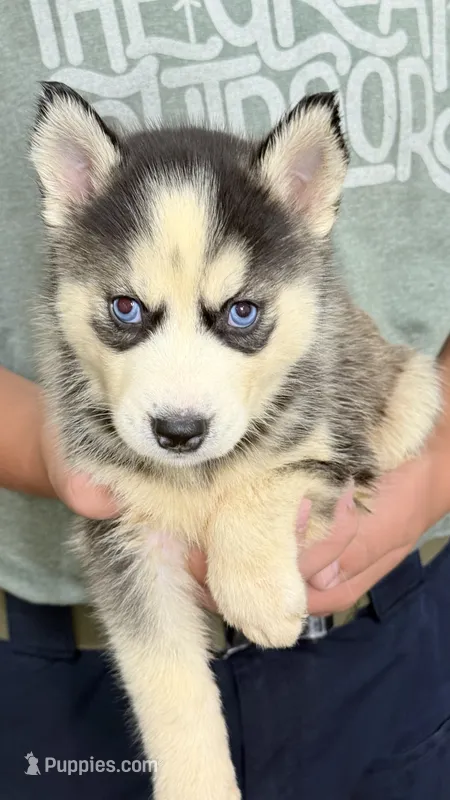 Lola – Siberian Husky puppy for sale in Liberty, MS