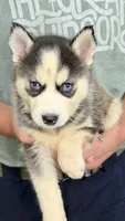 Lola, a female Siberian Husky for sale in Liberty, MS – 1 of 6