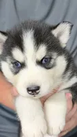 Fern, a female Siberian Husky for sale in Liberty, MS – 3 of 5