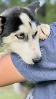 Lilly, a female Siberian Husky for sale in Liberty, MS – 5 of 9