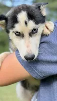 Lilly, a female Siberian Husky for sale in Liberty, MS – 6 of 9