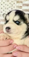 Maxx, a male Siberian Husky for sale in Liberty, MS – 2 of 2