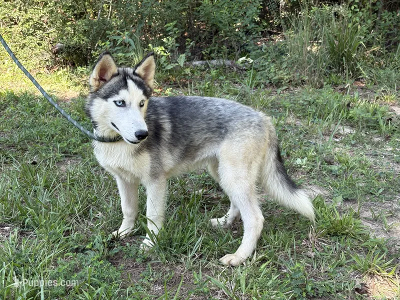 Rocket – Siberian Husky puppy for sale in Liberty, MS