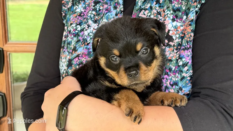 Lugnut  – Rottweiler puppy for sale in Liberty, MS