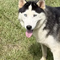 Skye, a female Siberian Husky for sale in Liberty, MS – Photo 5 of 5