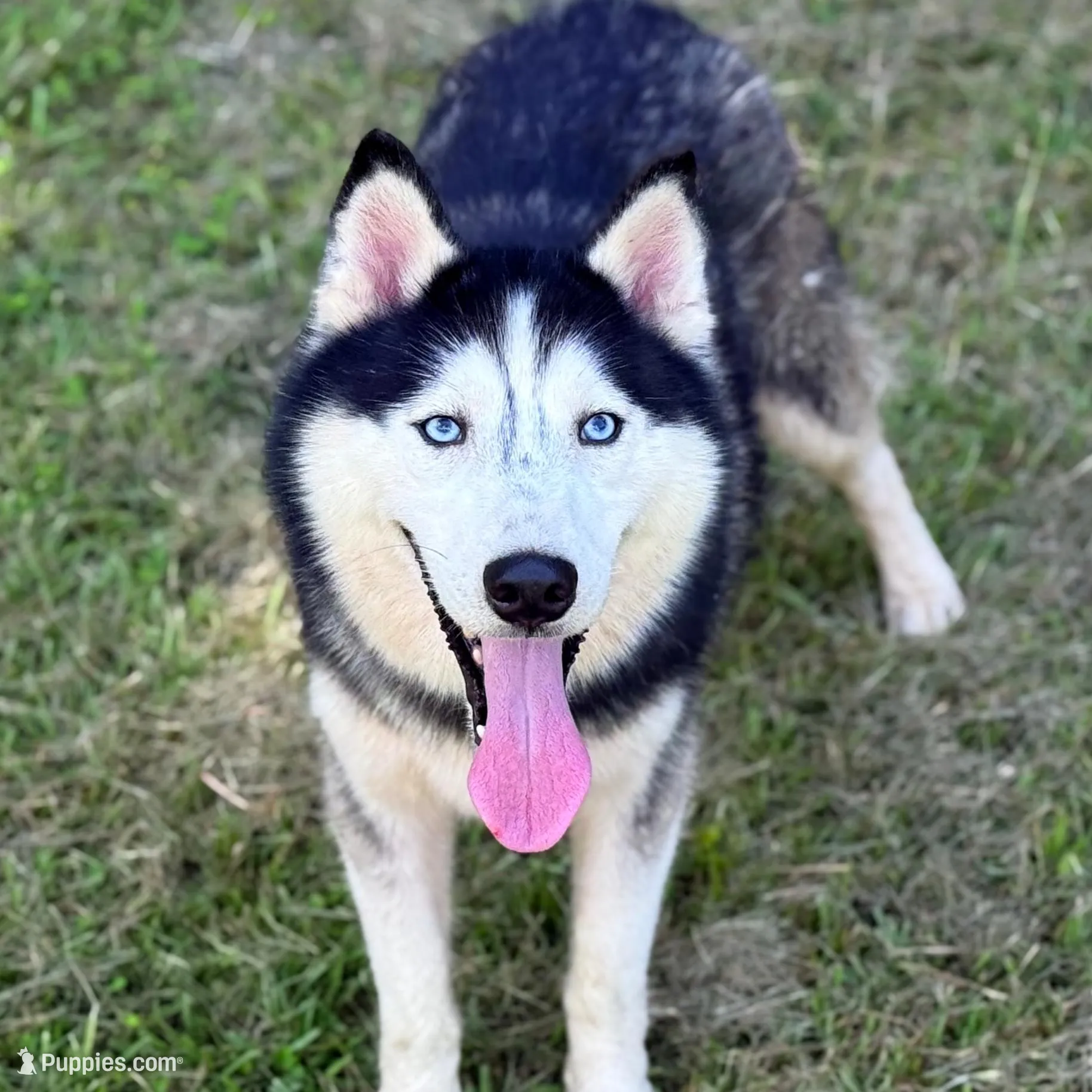 Skye, a female Siberian Husky for sale in Liberty, MS – Photo 3 of 5