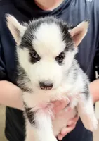 processed/625c1d83-5317-4ccb-af7e-c6ed8a03f17c/listing/399b0382-4037-4bf8-8efb-b0dd1525f8b5/d8dd4fda-4f66-4005-8b15-ae185efabfba