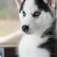 Skye, a female Siberian Husky for sale in Liberty, MS – Photo 4 of 5