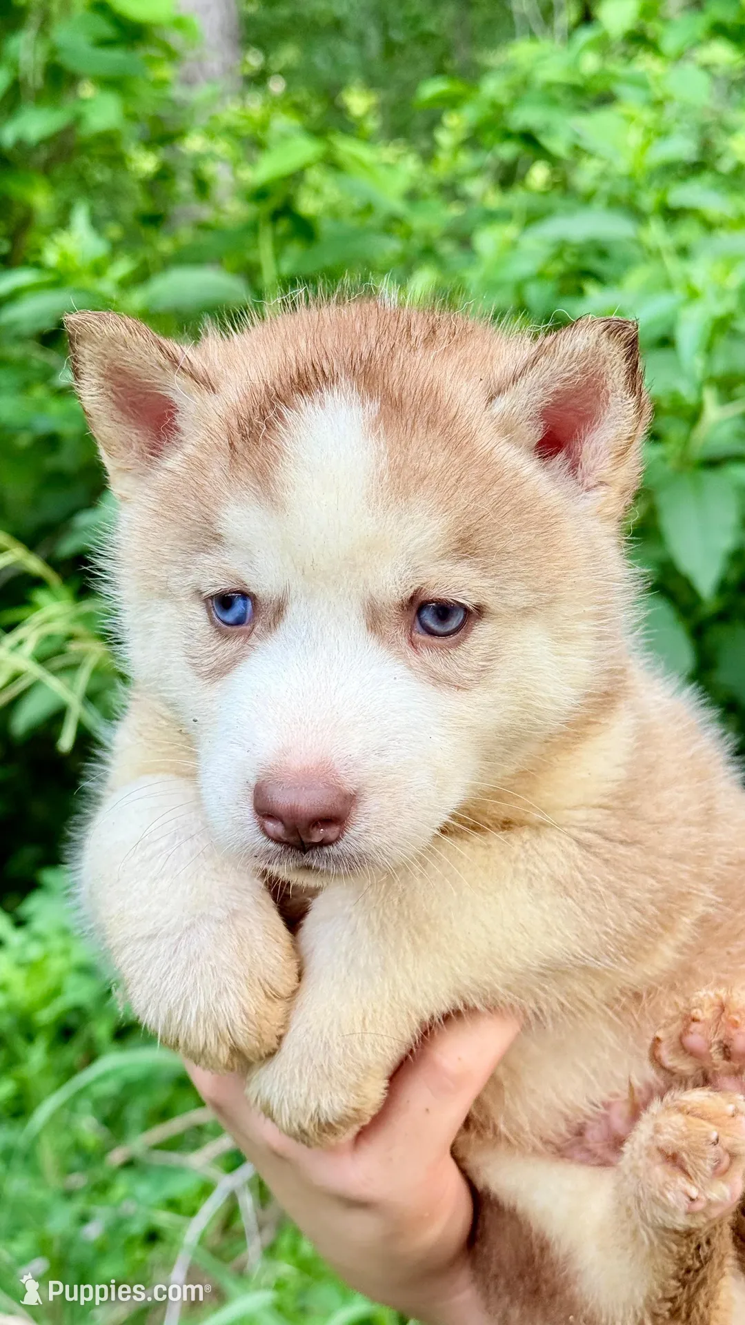 Bolt, a male Siberian Husky for sale in Liberty, MS – 5 of 8