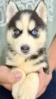 Liberty, a male Siberian Husky for sale in Liberty, MS – 5 of 6