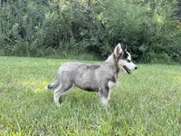 Lane, a male Siberian Husky for sale in Liberty, MS – 5 of 9