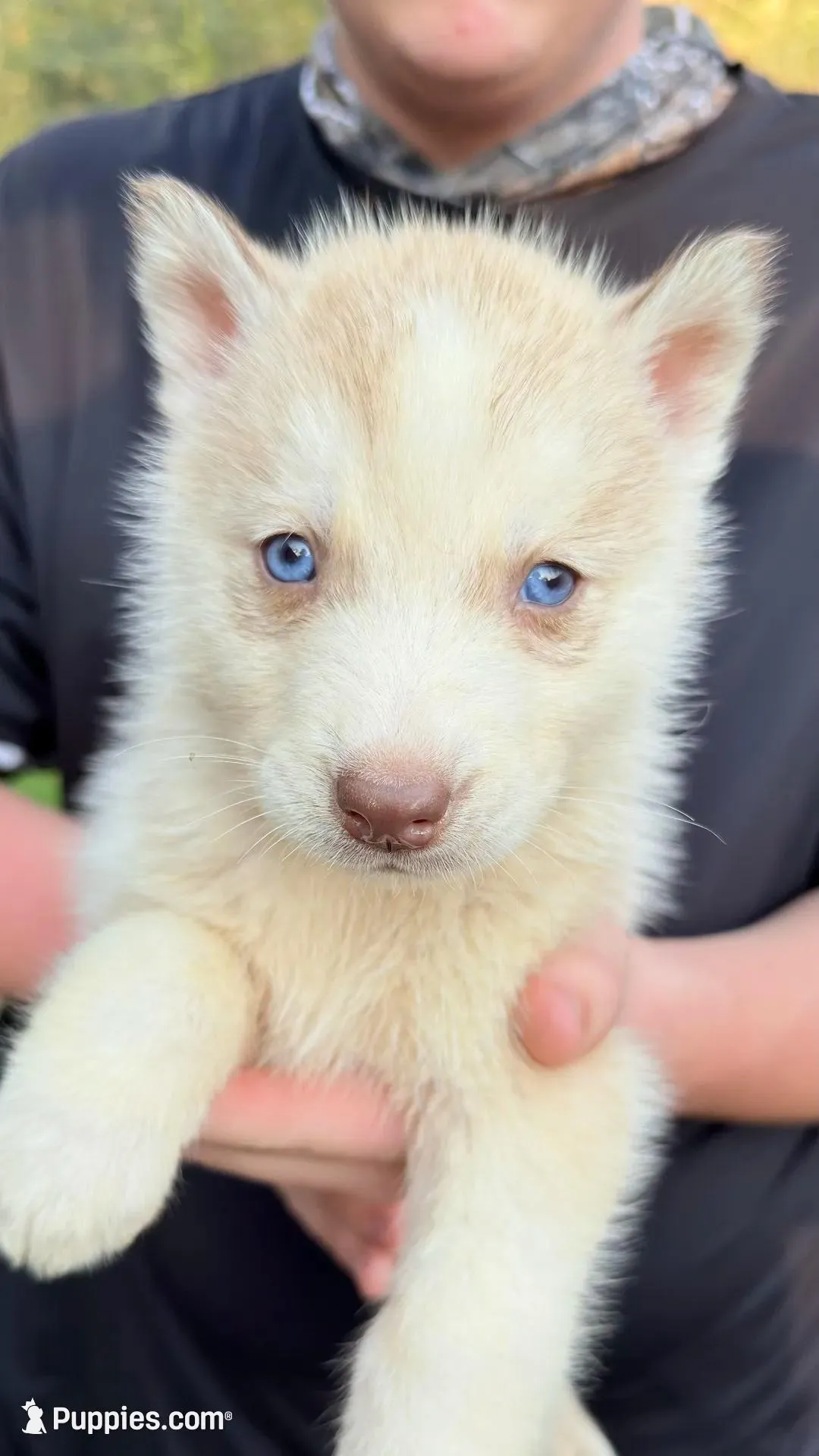 Echo – Siberian Husky puppy for sale in Liberty, MS