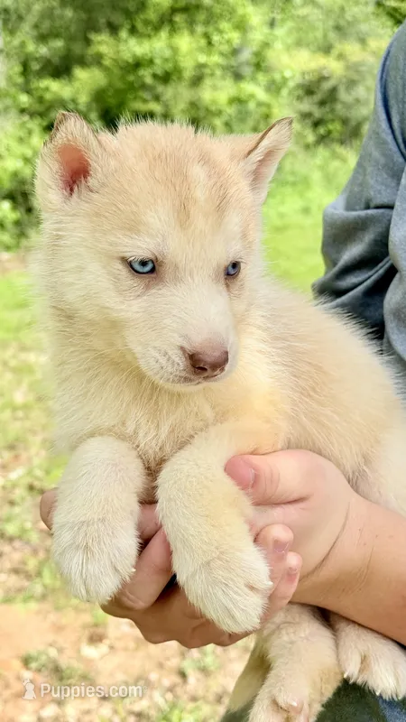 Echo – Siberian Husky puppy for sale in Liberty, MS