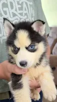     Loki, a male Siberian Husky for sale in Liberty, MS – 3 of 6