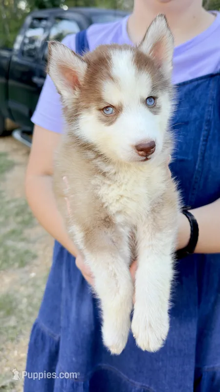 Coco – Siberian Husky puppy for sale in Liberty, MS