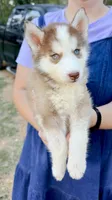 Coco, a female Siberian Husky for sale in Liberty, MS – 6 of 8