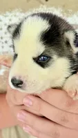 Chief, a male Siberian Husky for sale in Liberty, MS – 2 of 4