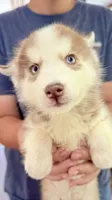 Coco, a female Siberian Husky for sale in Liberty, MS – 4 of 8