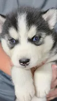 Sky, a female Siberian Husky for sale in Liberty, MS – 2 of 4