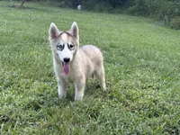 Laser, a male Siberian Husky for sale in Liberty, MS – 4 of 4