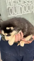 Liberty, a male Siberian Husky for sale in Liberty, MS – 6 of 6