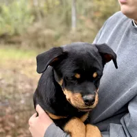 Zara, a female Rottweiler for sale in Liberty, MS – Photo 2 of 3