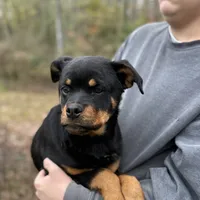 Zara, a female Rottweiler for sale in Liberty, MS – Photo 1 of 3