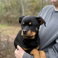 Zara, a female Rottweiler for sale in Liberty, MS – Photo 3 of 3