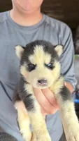     Loki, a male Siberian Husky for sale in Liberty, MS – 2 of 4