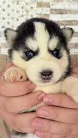 Cookie, a female Siberian Husky for sale in Liberty, MS – 4 of 6