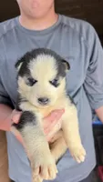 Leo, a male Siberian Husky for sale in Liberty, MS – 2 of 4