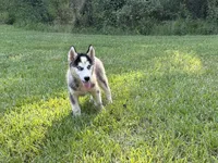 Lane, a male Siberian Husky for sale in Liberty, MS – 8 of 9