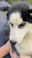 Lacy, a female Siberian Husky for sale in Liberty, MS – 4 of 7