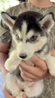 Topaz , a male Siberian Husky for sale in Liberty, MS – 9 of 9