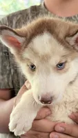 Diamond , a male Siberian Husky for sale in Liberty, MS – 5 of 10
