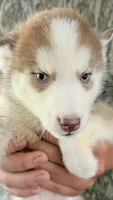 Blue eyed rose , a female Siberian Husky for sale in Liberty, MS – 2 of 5