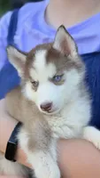 Coco, a female Siberian Husky for sale in Liberty, MS – 5 of 8