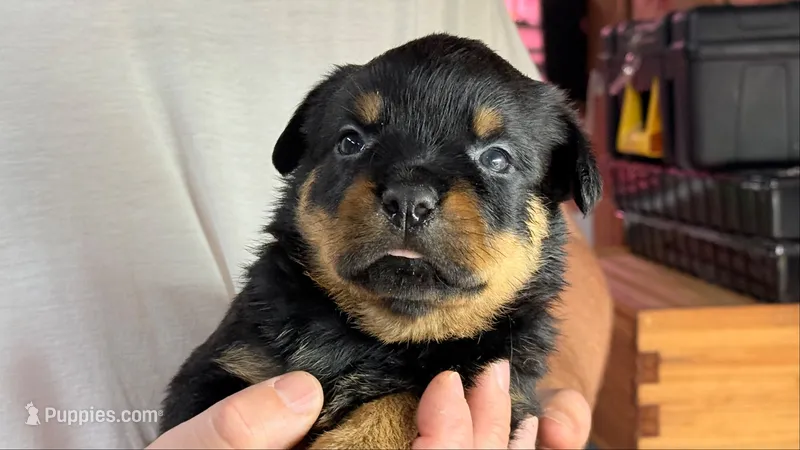 Titan – Rottweiler puppy for sale in Liberty, MS