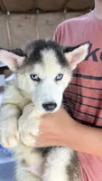 Balto , a male Siberian Husky for sale in Liberty, MS – 2 of 4