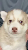 Foxy, a female Siberian Husky for sale in Liberty, MS – 5 of 7