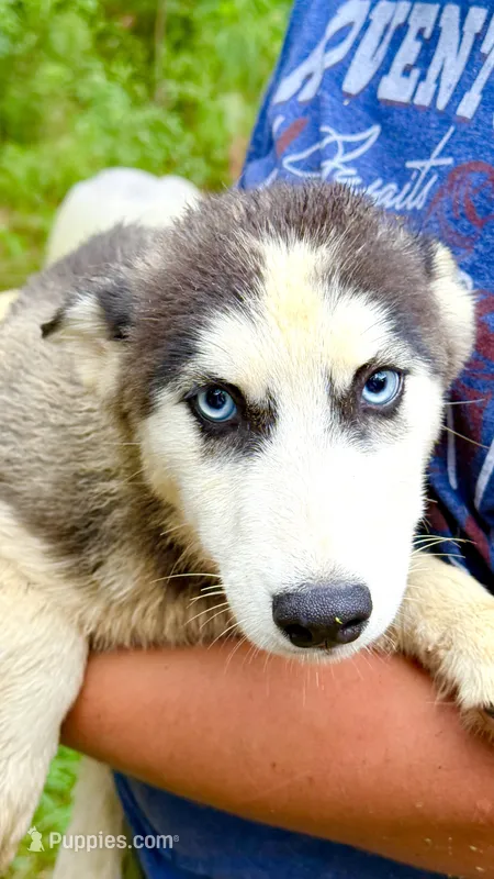     Loki – Siberian Husky puppy for sale in Liberty, MS