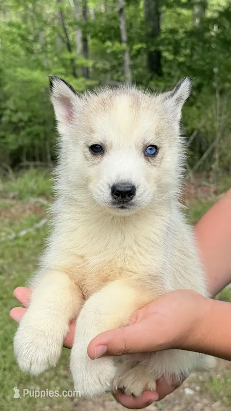 Koda – Siberian Husky puppy for sale in Liberty, MS