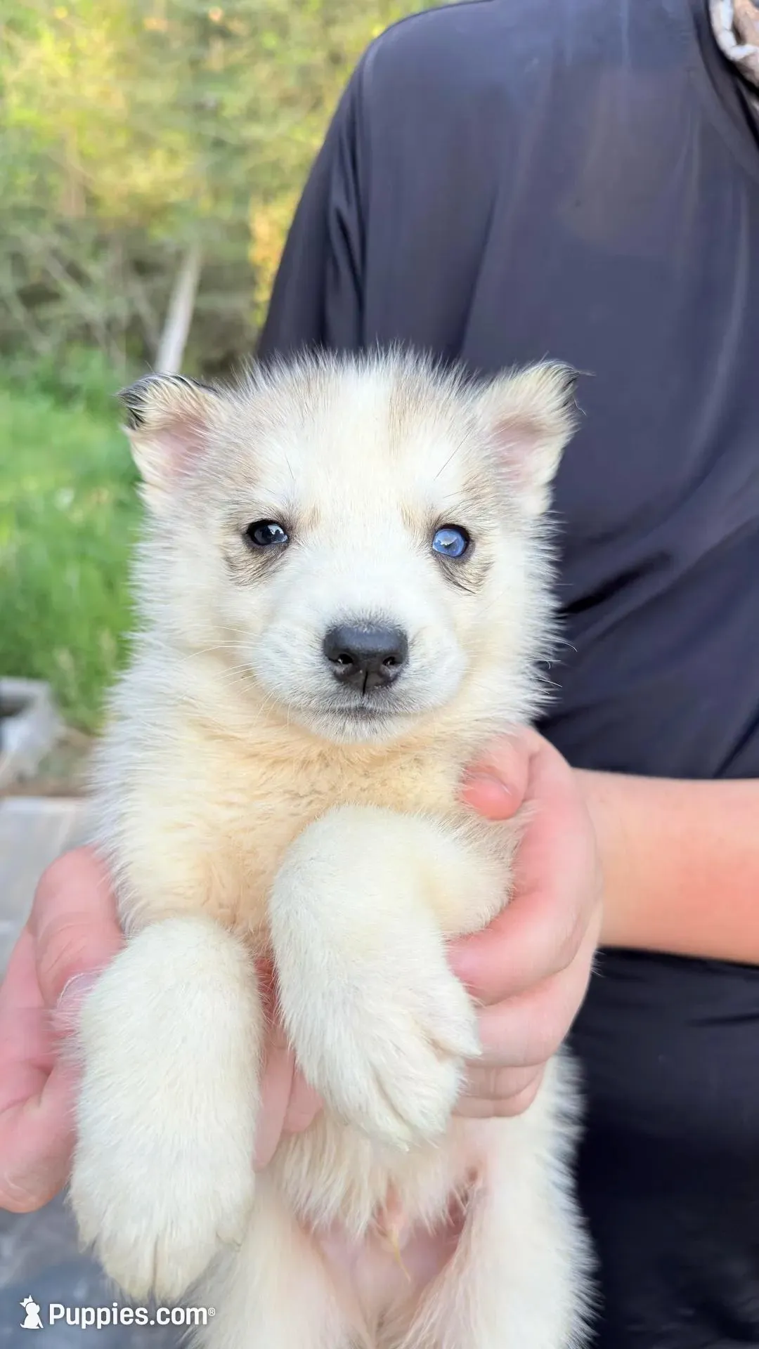 Koda, a male Siberian Husky for sale in Liberty, MS – Photo 2 of 2