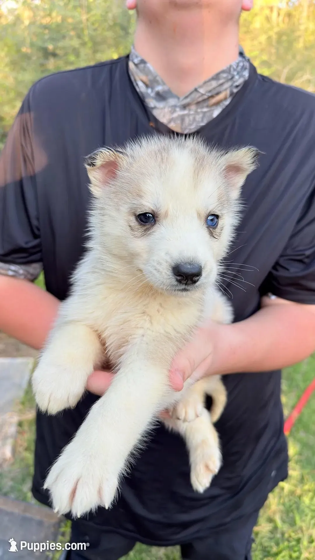Koda – Siberian Husky puppy for sale in Liberty, MS